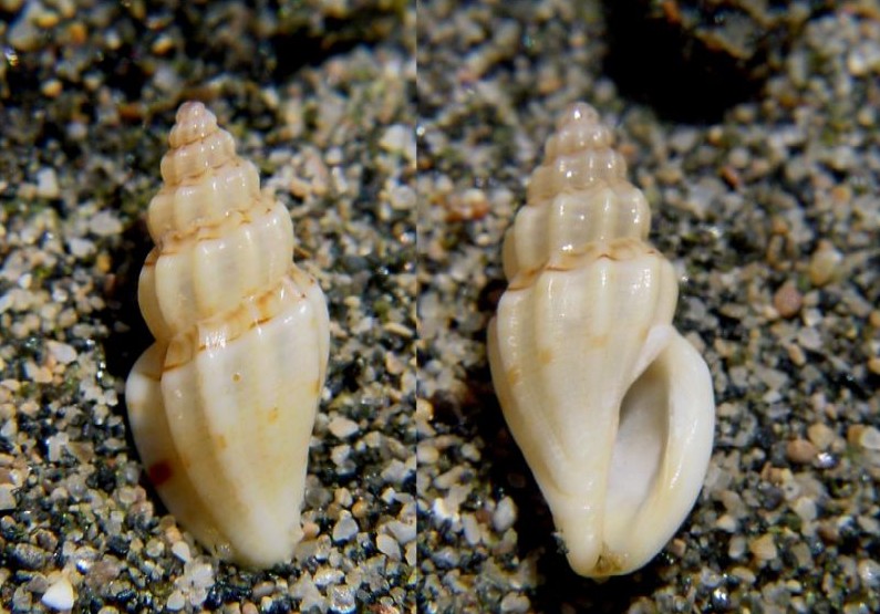 Mangelia paciniana